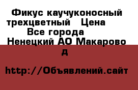 Фикус каучуконосный трехцветный › Цена ­ 500 - Все города  »    . Ненецкий АО,Макарово д.